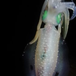 仕事終わりエギング