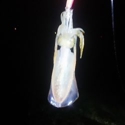 仕事終わりにエギング