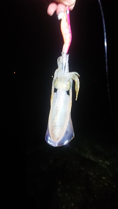 仕事終わりにエギング