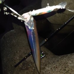 今季初の太刀魚ラッシュ！