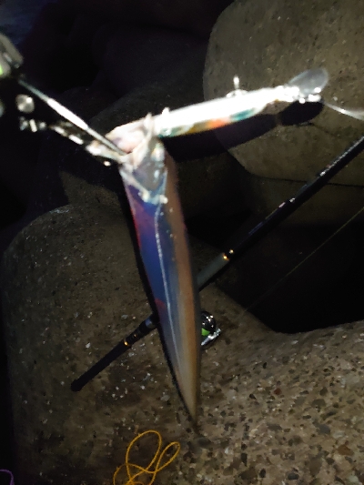 今季初の太刀魚ラッシュ！