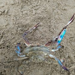 マゴチの群れに大当たり