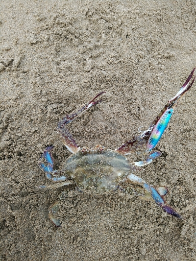 マゴチの群れに大当たり