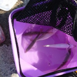 台風後のサビキ