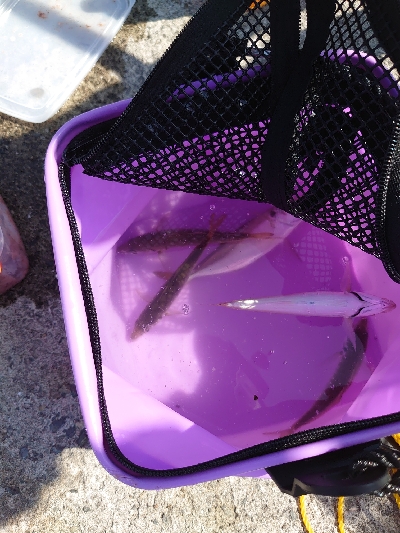 台風後のサビキ