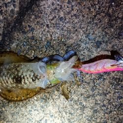 仕事終わりエギング