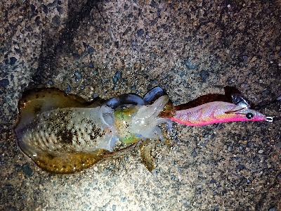 仕事終わりエギング