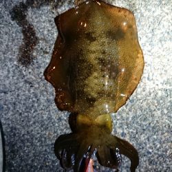 仕事終わりエギング