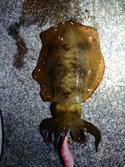 仕事終わりエギング