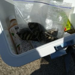 小潮で苦い釣果