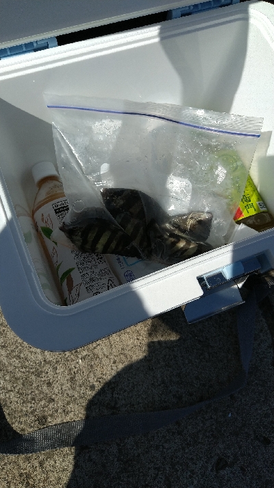 小潮で苦い釣果