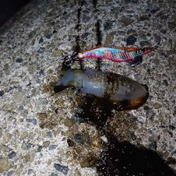 夜中から雨予報なので出動