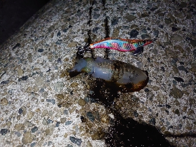 夜中から雨予報なので出動