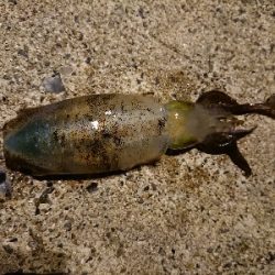 仕事終わりエギング