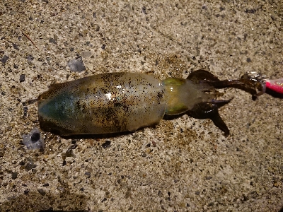 仕事終わりエギング