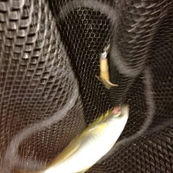 アジング秋シーズン