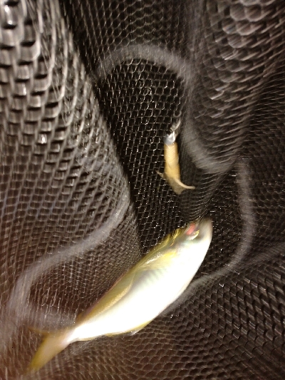 アジング秋シーズン