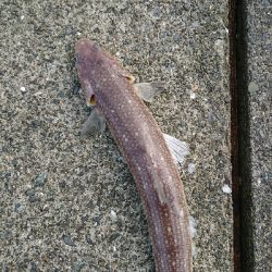 狙い通りのストリームデーモンフィッシュ