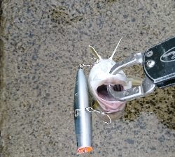 トップでネイゴ爆発