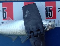 マルアジ乱舞、時々マアジ