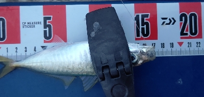 マルアジ乱舞、時々マアジ