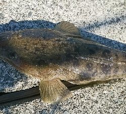 初秋のマゴチ祭り