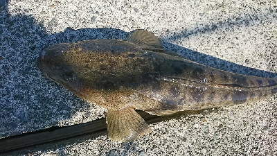 初秋のマゴチ祭り