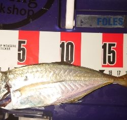 よっしゃーめっちゃ引く