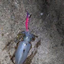 アオリイカ  蟹