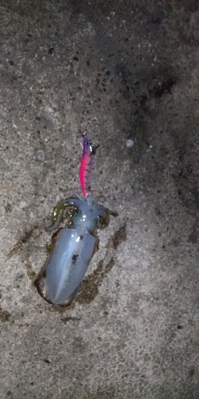 アオリイカ  蟹