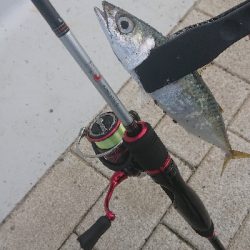 南港サバたまにガシ