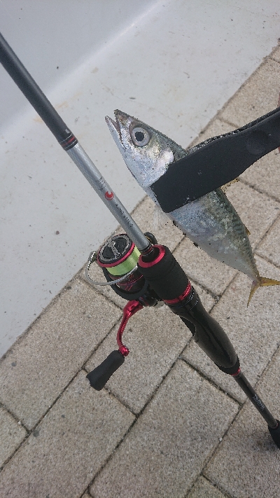 南港サバたまにガシ