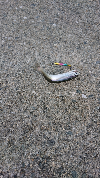 南港イワシング