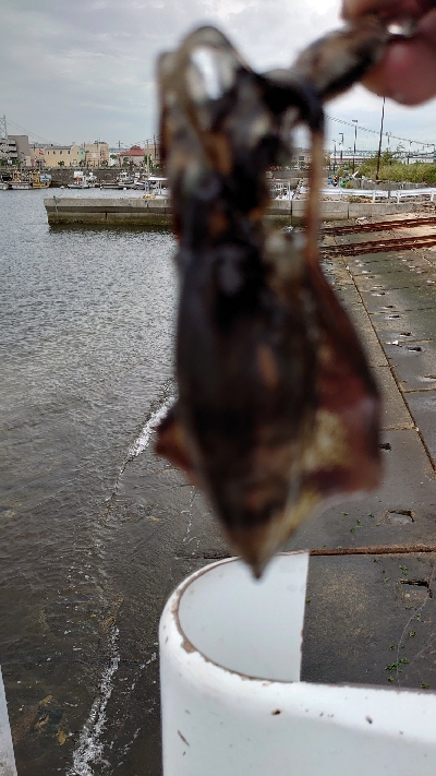 朝マヅメエギング