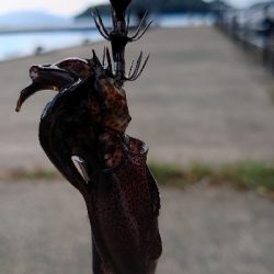 朝マヅメエギング