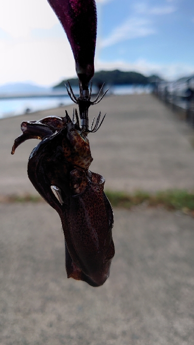 朝マヅメエギング