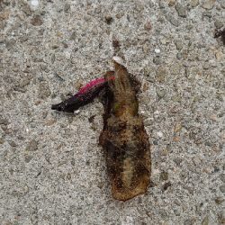 まだまだ小さいです