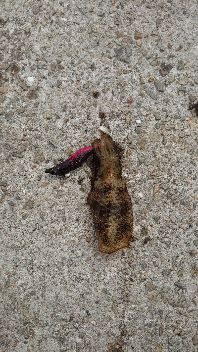 まだまだ小さいです