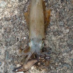 まだコロッケサイズ