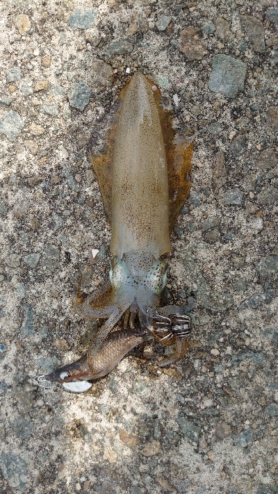 まだコロッケサイズ