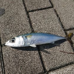 アジングのつもりが