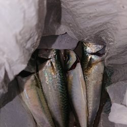 サバでボーズ逃れ~