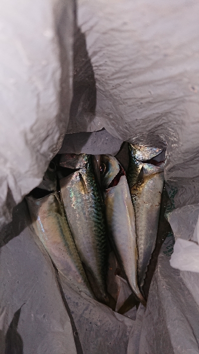 サバでボーズ逃れ～