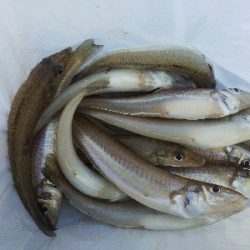 大塩海岸のキス釣り