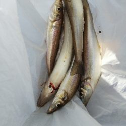 大塩海岸のキス釣り