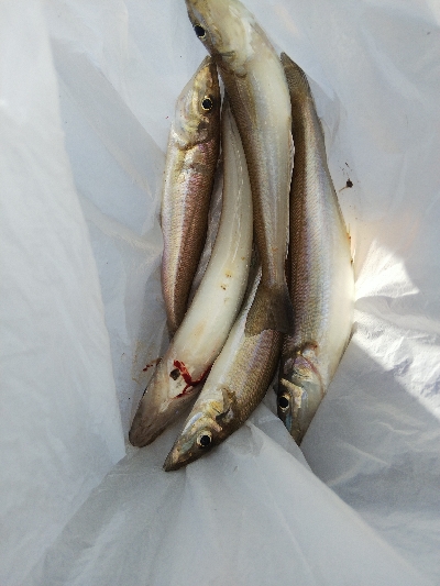 大塩海岸のキス釣り