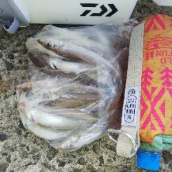 苅屋海岸のキス釣り