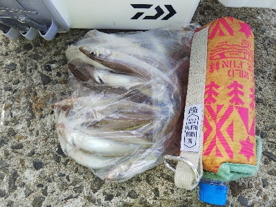 苅屋海岸のキス釣り