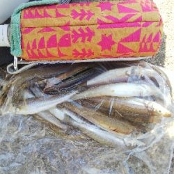 苅屋海岸のキス釣り