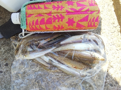 苅屋海岸のキス釣り